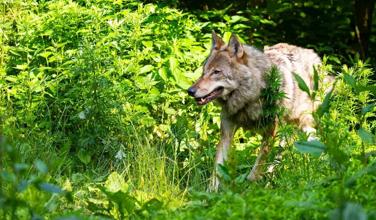 Nordsee-Wolf streift weiter auf Ferieninsel im Wattenmeer umher