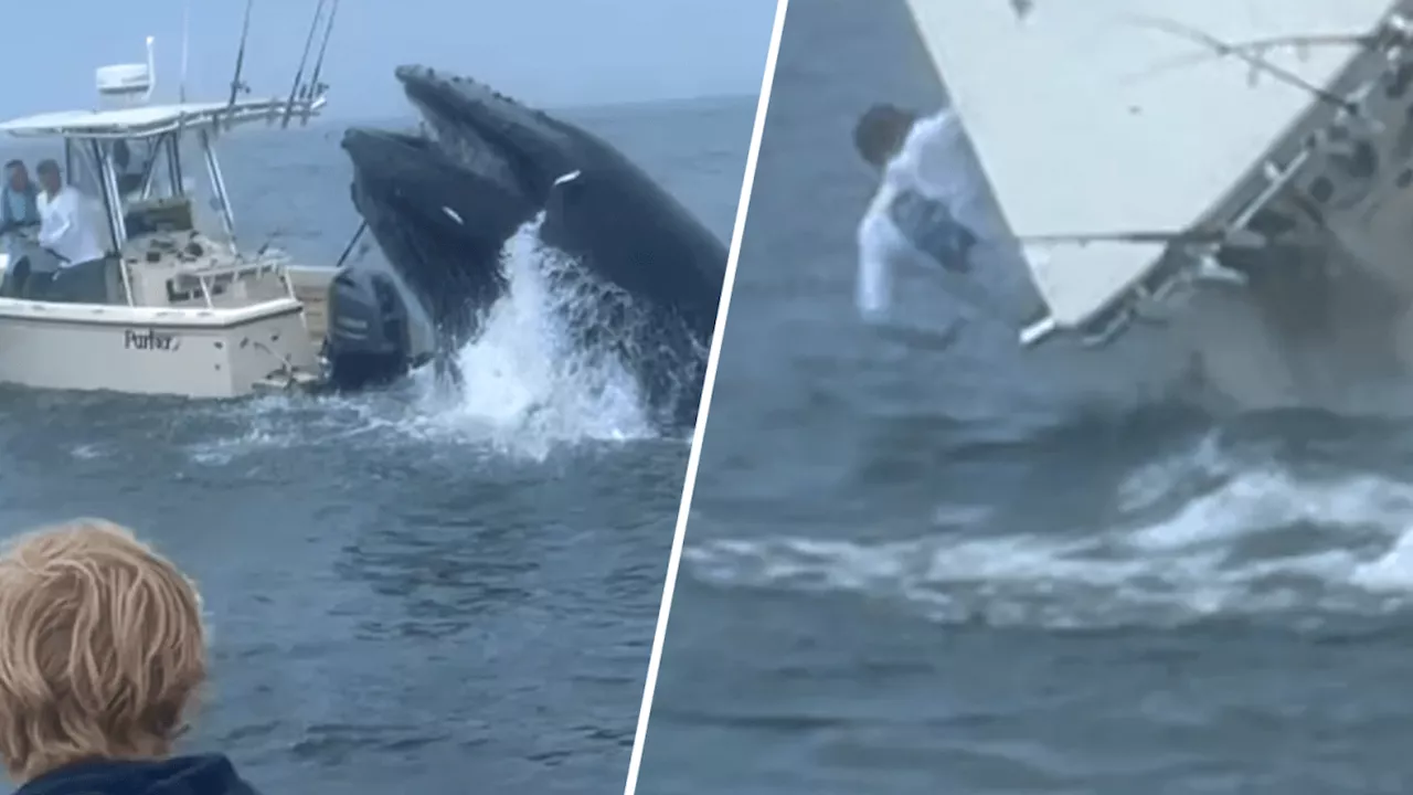 What it's like when a whale jumps onto your boat: ‘He just popped up'