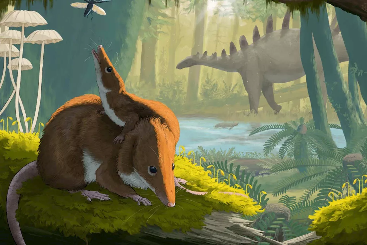 Jurassic fossils show modern mammals grow faster than ancient ones