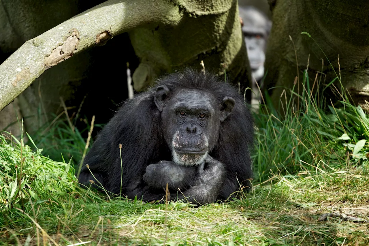 'There will never be another Betty' - Dublin Zoo announces death of oldest chimp