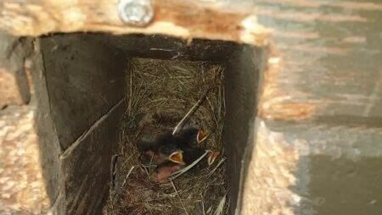 Bolfras-Kaserne: Rotschwänzchen brüten in der Schießkiste