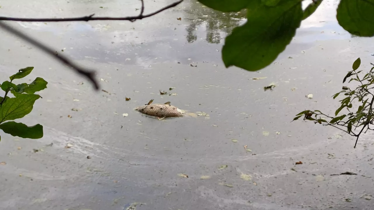 Fischsterben im Biotop in der Wr. Neustädter Schmuckerau