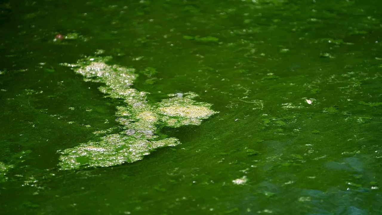 Mecklenburg-Vorpommern: Blaualgen in vier Seen in MV nachgewiesen