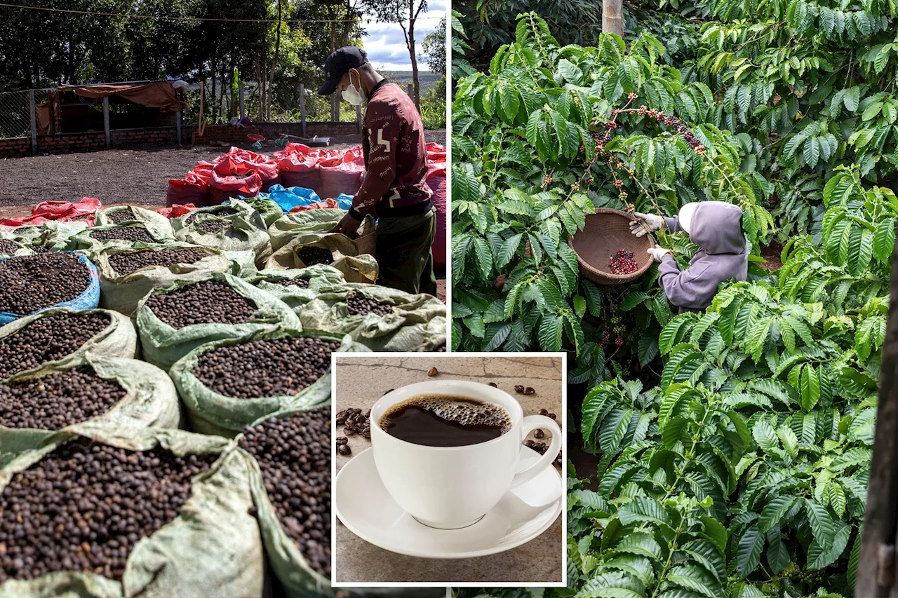 Coffee prices poised to surge again as supply-chain disruptions create bean shortages