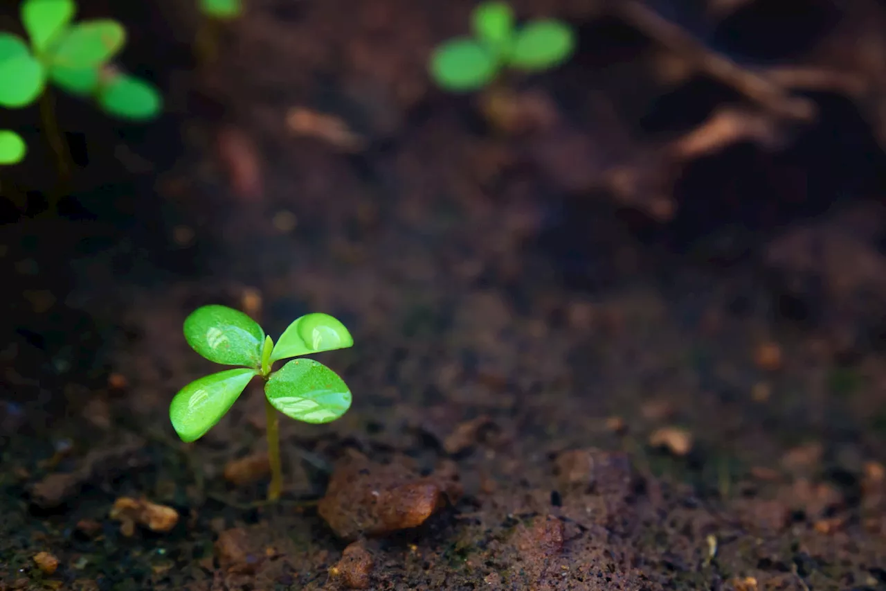 Unraveling how potassium bound to soil minerals is made bioavailable for uptake by plants