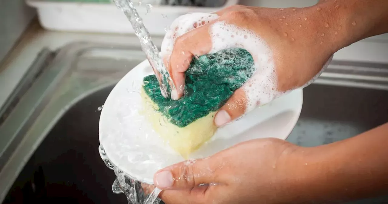 Gardening expert says to use your washing up sponges in gardens this month