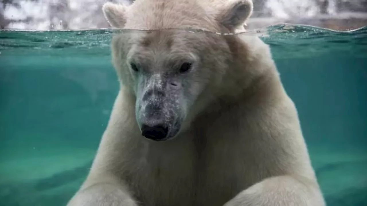 Eisbären-Massaker vor den Augen der Zoobesucher