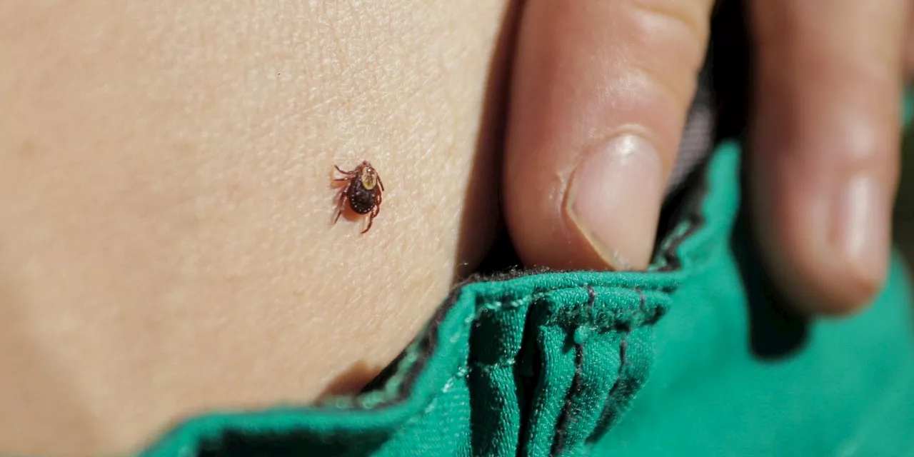 How Long Does a Tick Need to Be on You to Transmit Lyme?