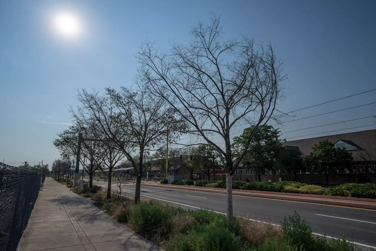 Salt Lake City’s Public Lands Department accidentally poisons 200 trees