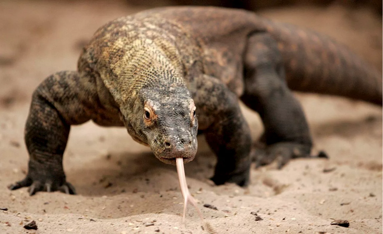 Komodo dragons have teeth coated in iron to kill prey: study