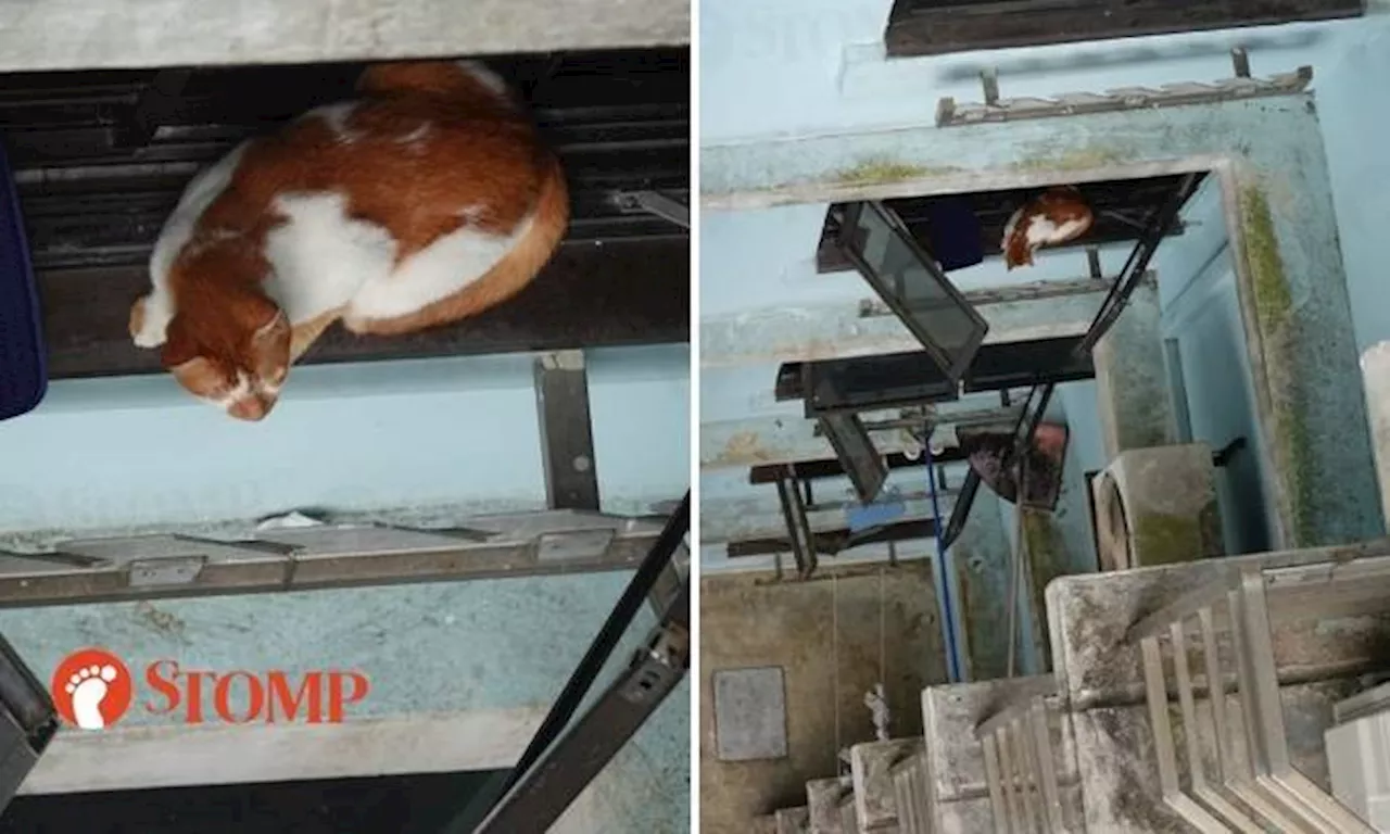 Stomper feels 'heart pain' to see cat perched precariously at 4th-storey window in Bukit Panjang