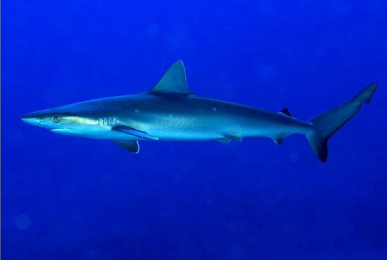 Des requins testés positifs à la cocaïne au Brésil, contaminés en mer