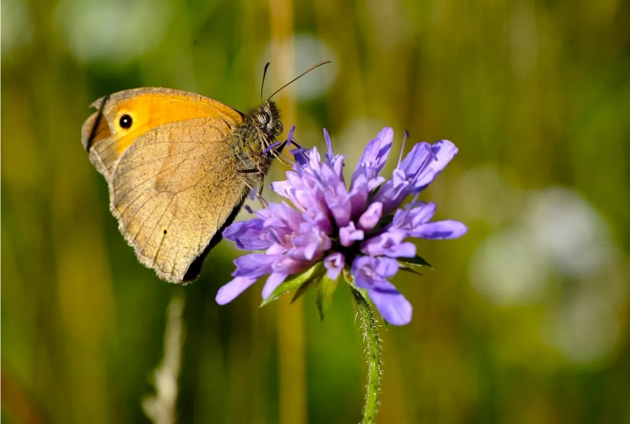 Der Verlust der Biodiversität in der Schweiz ‒ in sechs Grafiken