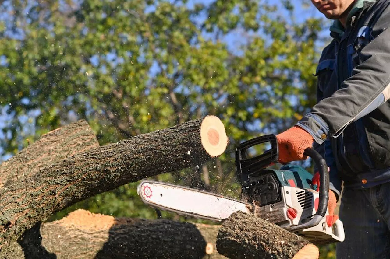 Philadelphia tree trimmers fail to nip FTC noncompete ban in the bud