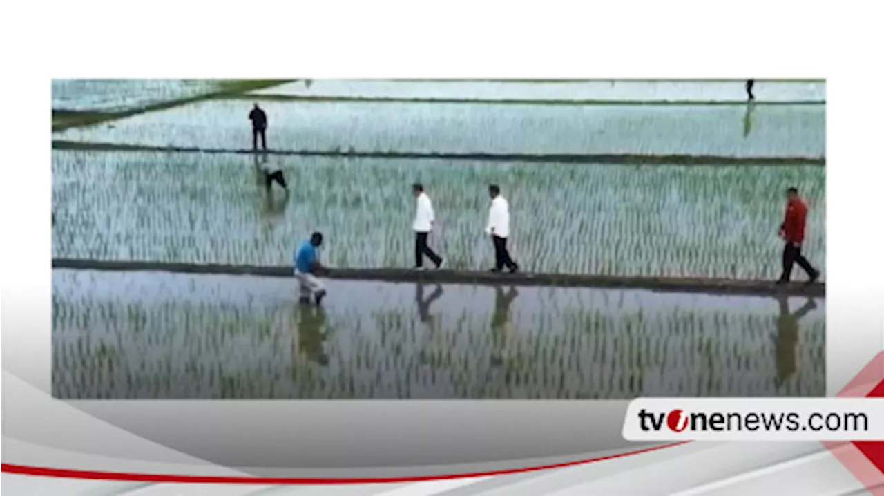 Top Amran! Produksi Petani Merauke Sukses Naik Imbas Varietas Padi Unggul