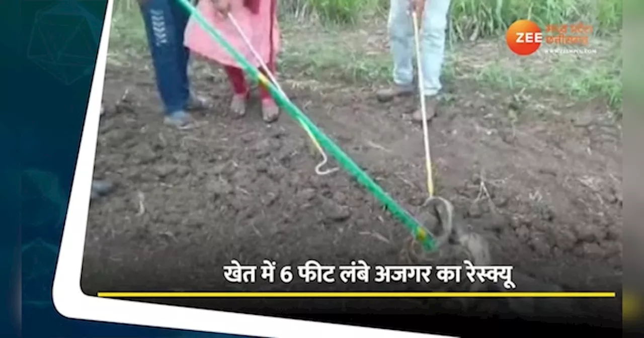 Khargone Video: खेत में निकला 6 फीट लंबा अजगर, लोगों में मची दहशत, वीडियो देख चौंक जाएंगे आप