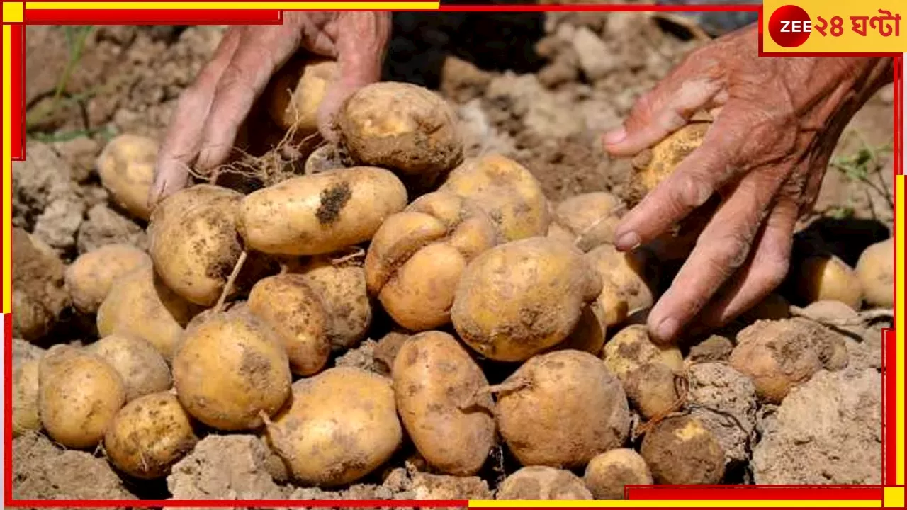 Potato Strike:মধ্যবিত্তের স্বস্তি, উঠল আলু ব্যবসায়ীদের ধর্মঘট, জোগান স্বাভাবিক হবে কবে?