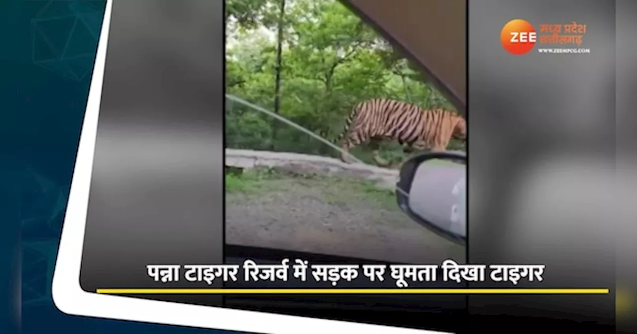 VIDEO: पन्ना में सड़क पर बेफिक्र घूमता दिखा टाइगर, पर्यटकों ने कैमरे में कैद किया नजारा