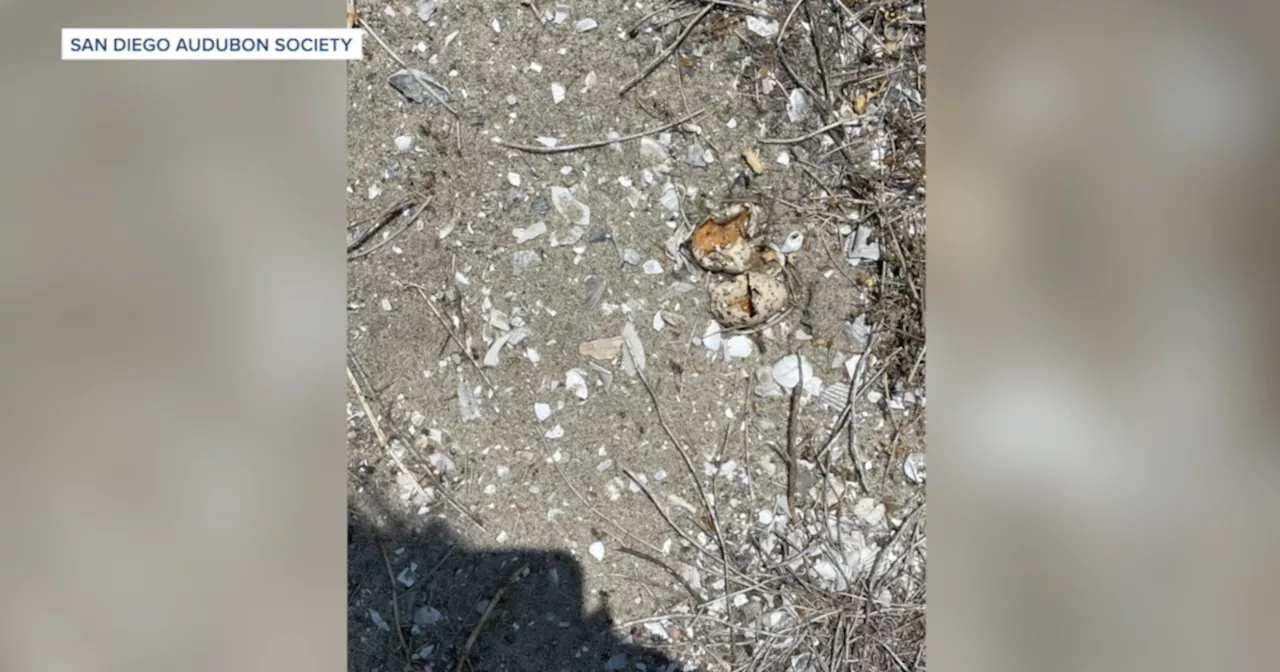 Vandals trample nests, eggs at endangered bird nesting preserve off Bonita Cove