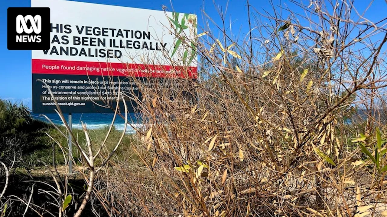 Tree poisonings at Buddina Beach and Currimundi prompts Sunshine Coast Council investigation