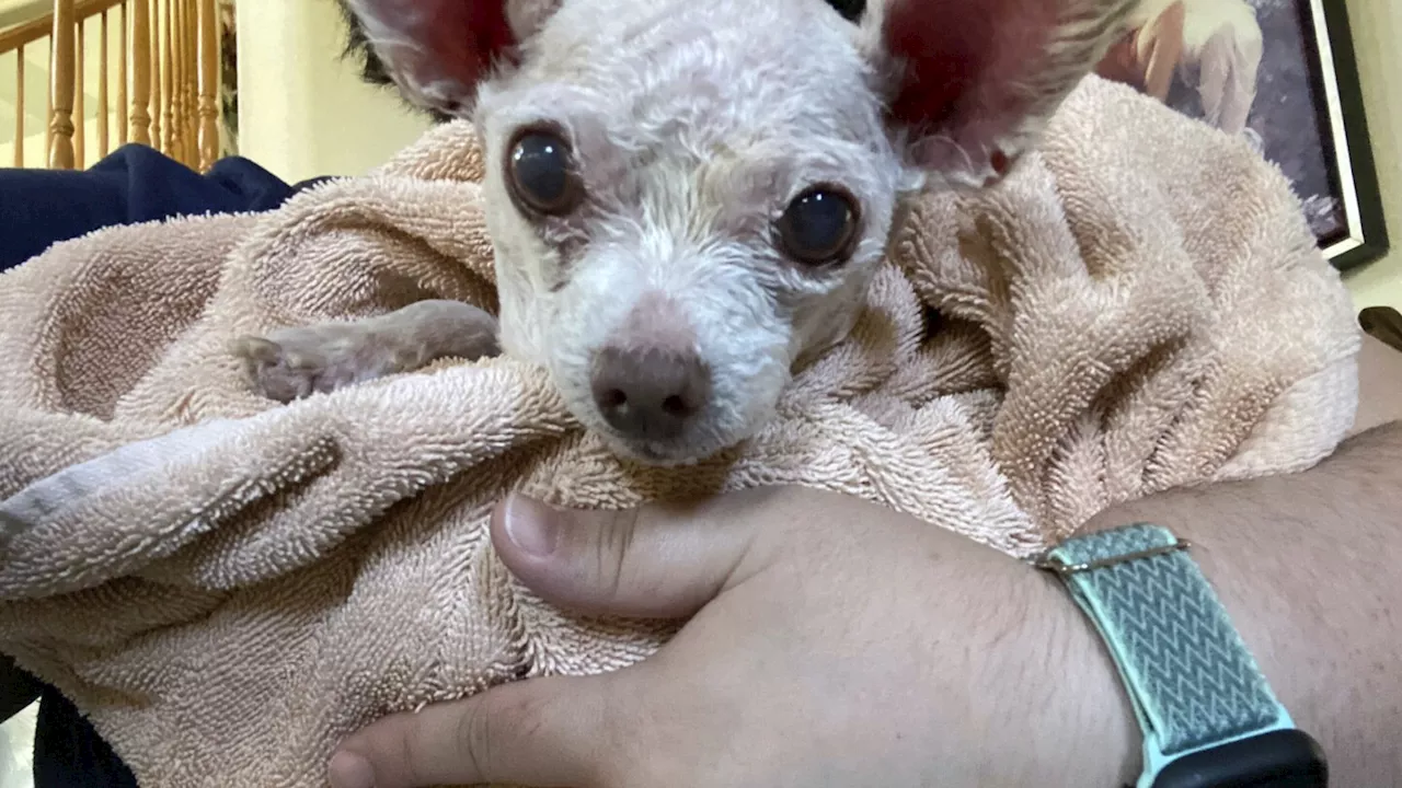 Gizmo the dog went missing in Las Vegas in 2015. He's been found alive after 9 years