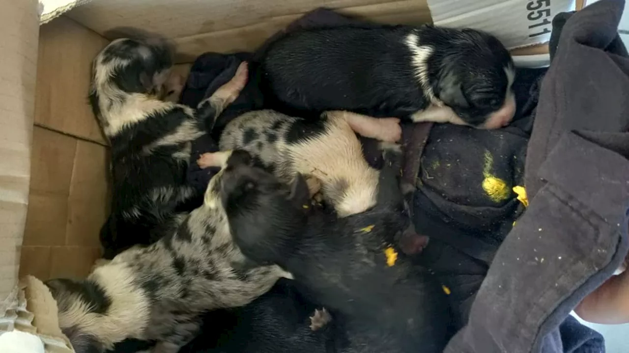 Dordogne: huit chiots découverts abandonnés au milieu des poubelles en Dordogne