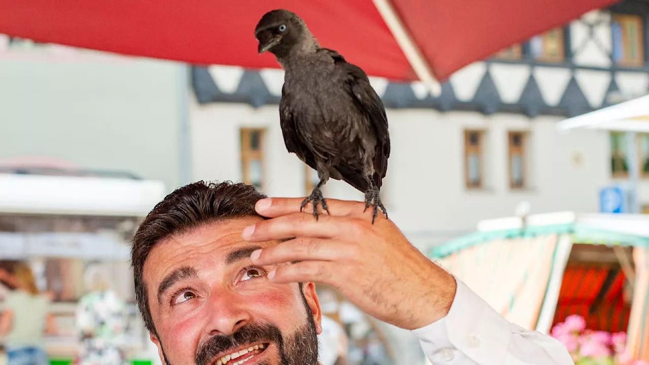 Wirt aus Sangerhausen: Diese Dohle mag mich ganz dolle