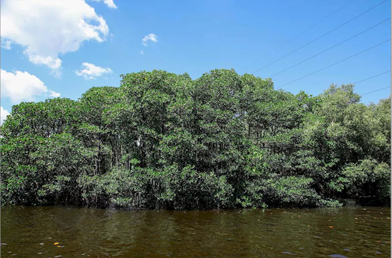 Group cites urgency of coastal greenbelt, mangroves protection