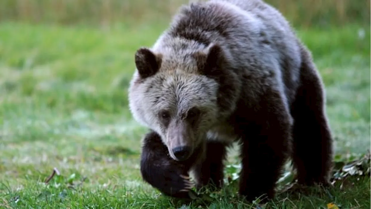 Man punches grizzly in face during bear attack in northern B.C.