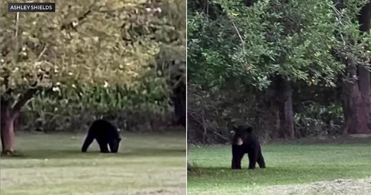 At least one black bear spotted at multiple downstate Illinois sites