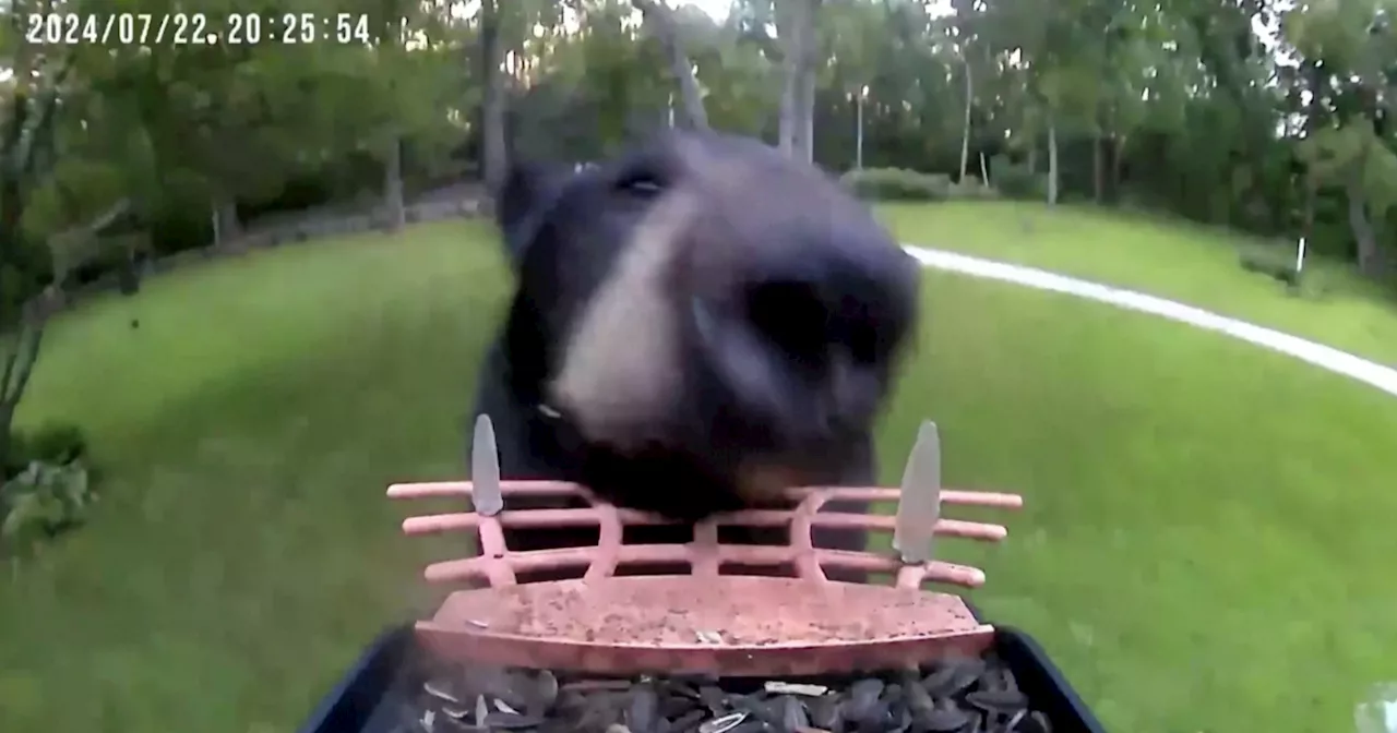 Watch this black bear film itself walking away with a stolen camera