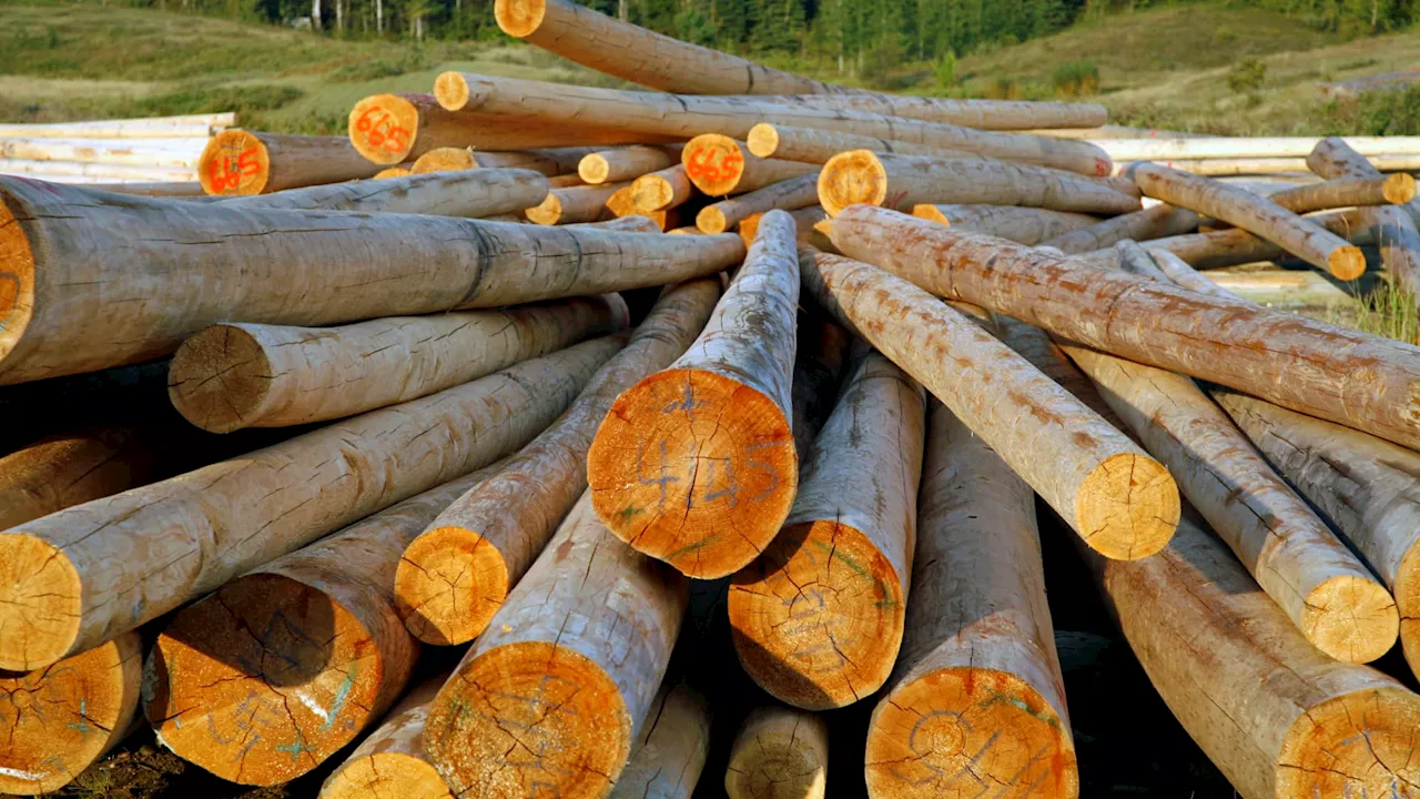 This timber ETF could be on the verge of a breakout, Wolfe Research says