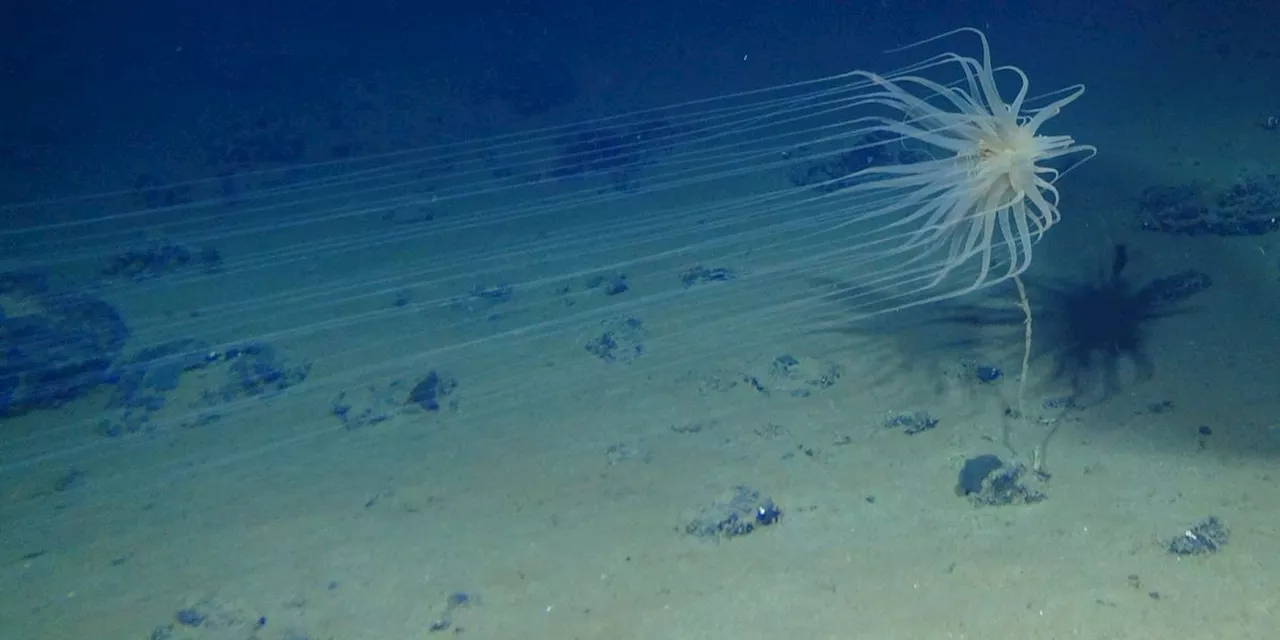 It Is Time for Biden to Back a Moratorium on Deep-Sea Mining