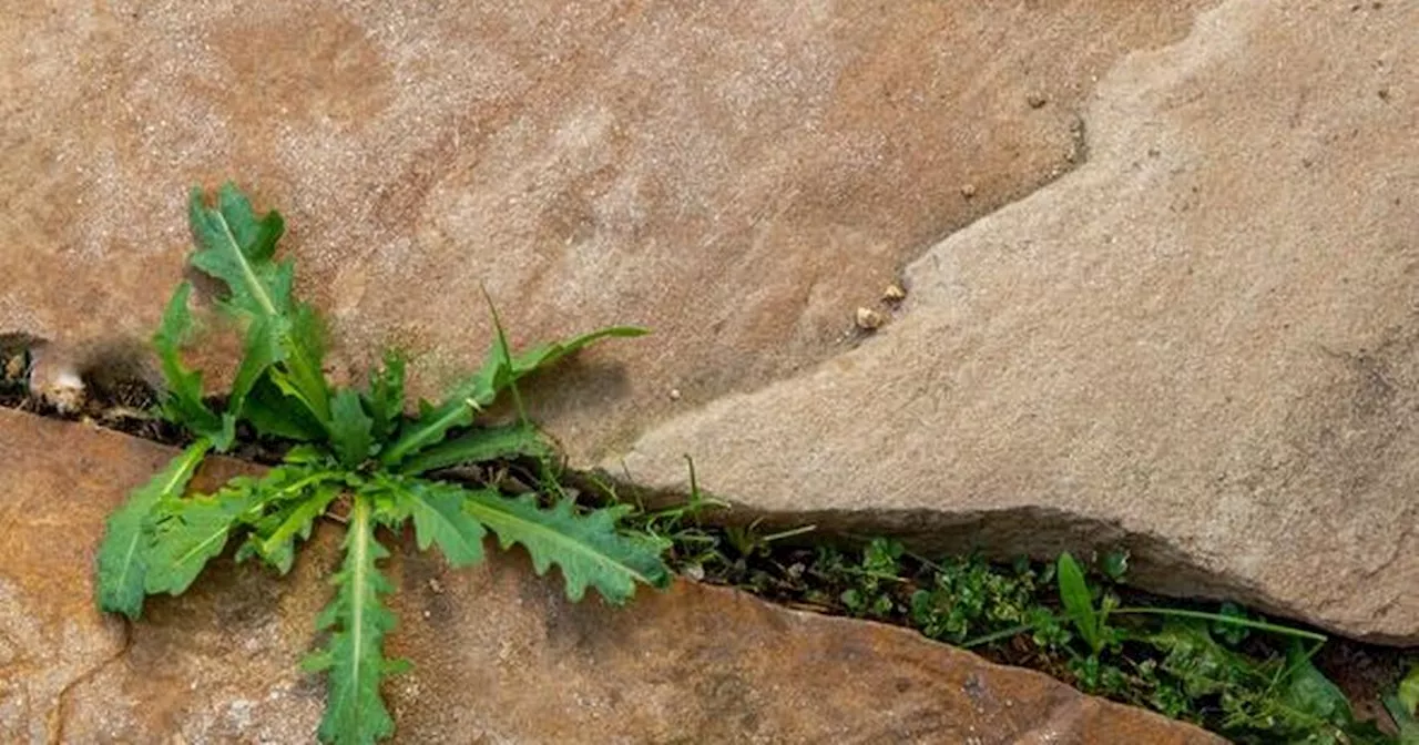  here's a free easy hack to banish weeds in minutes'