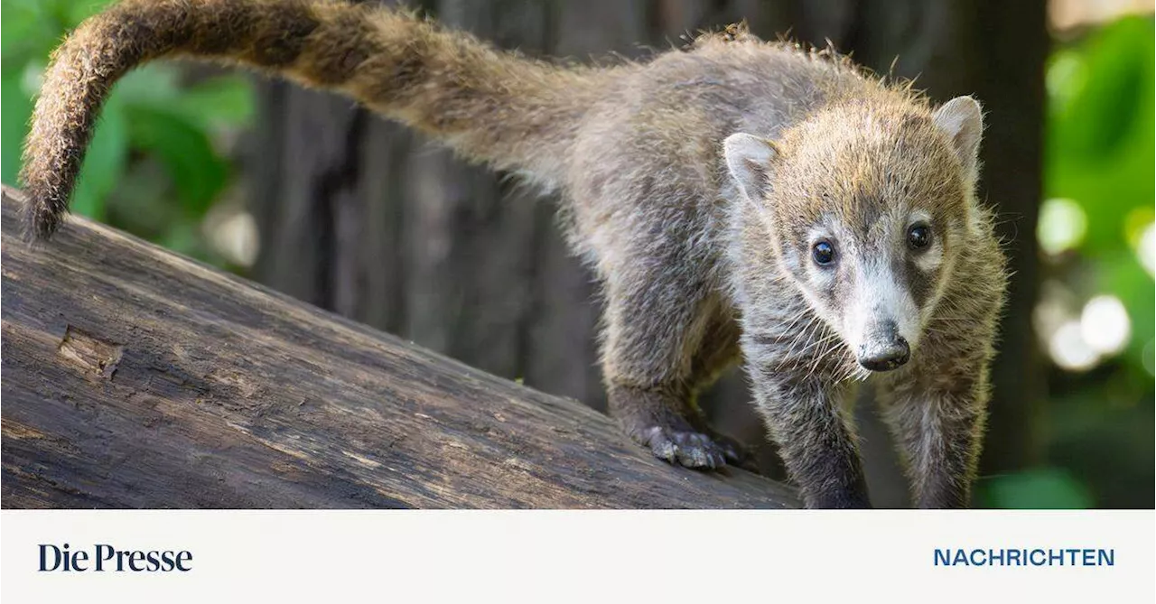 Nasenbären-Jungtiere zogen in Zoo Schönbrunn in Hauptanlage um