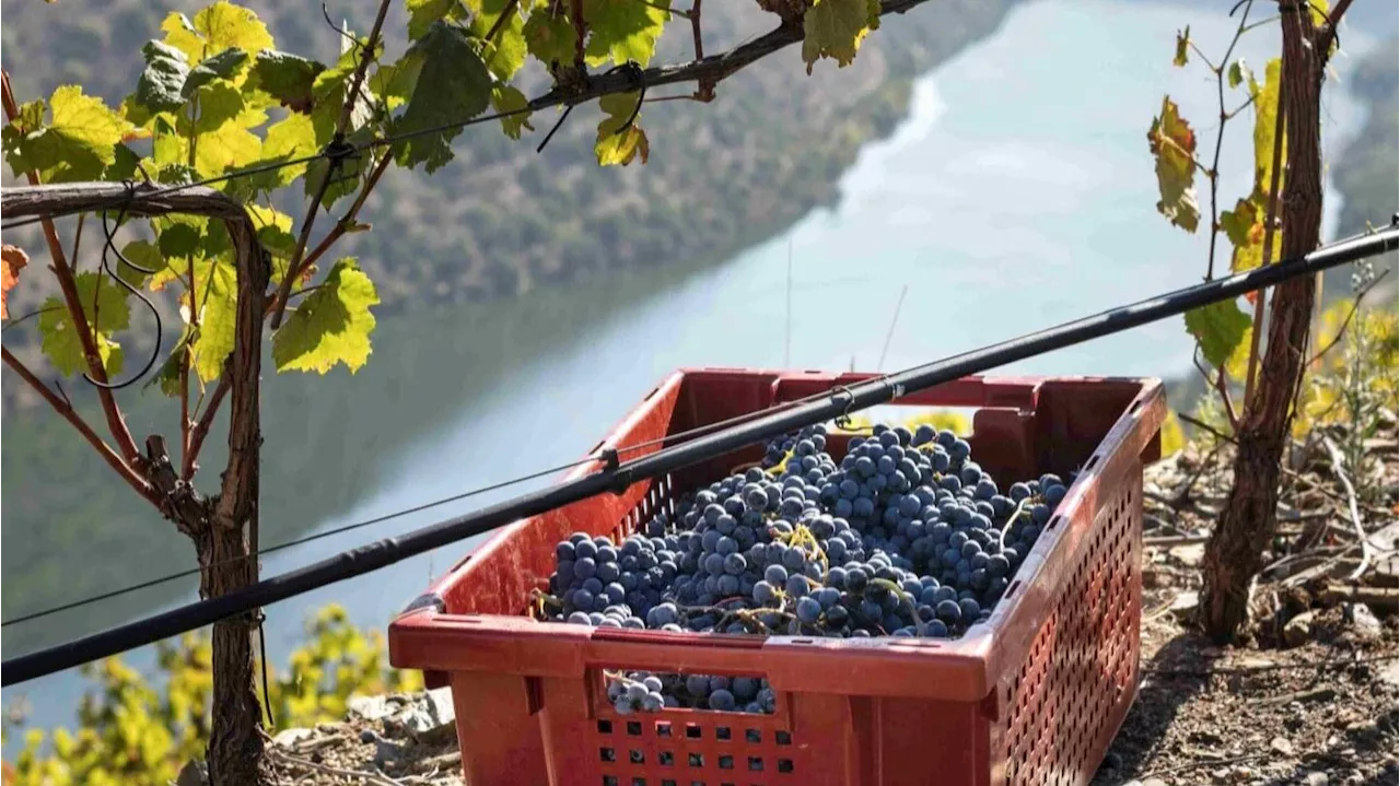 Viticultores do Douro prometem sair à rua em força