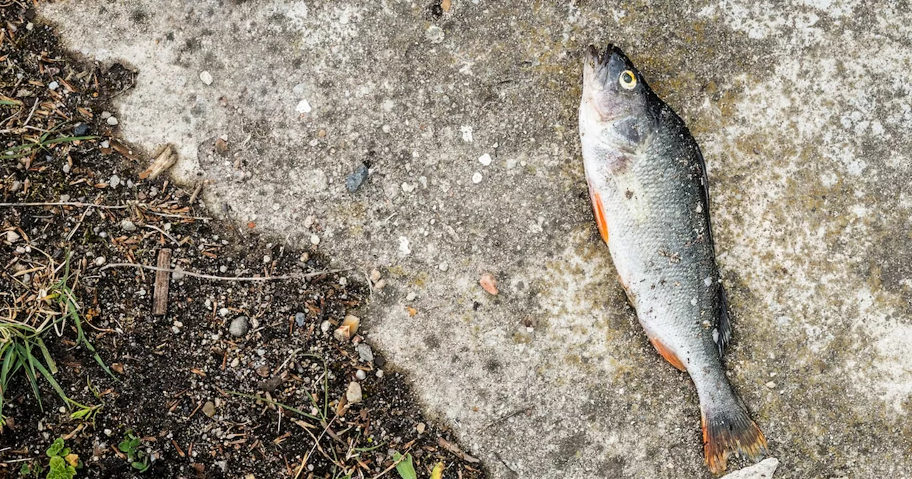 Fisch fällt vom Himmel und zertrümmert Tesla-Windschutzscheibe