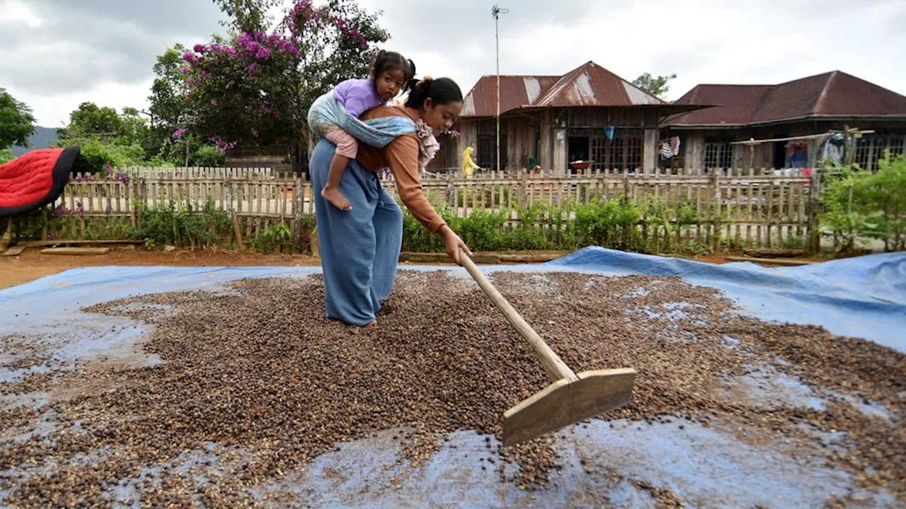 Rekor Tertinggi Harga Kopi, Momentum Benahi Hulu