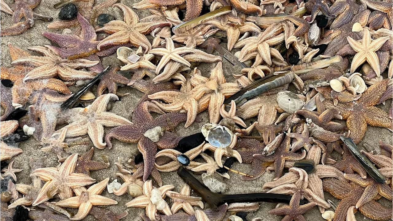  Schon wieder! Tausende Seesterne säumen diesen Strand