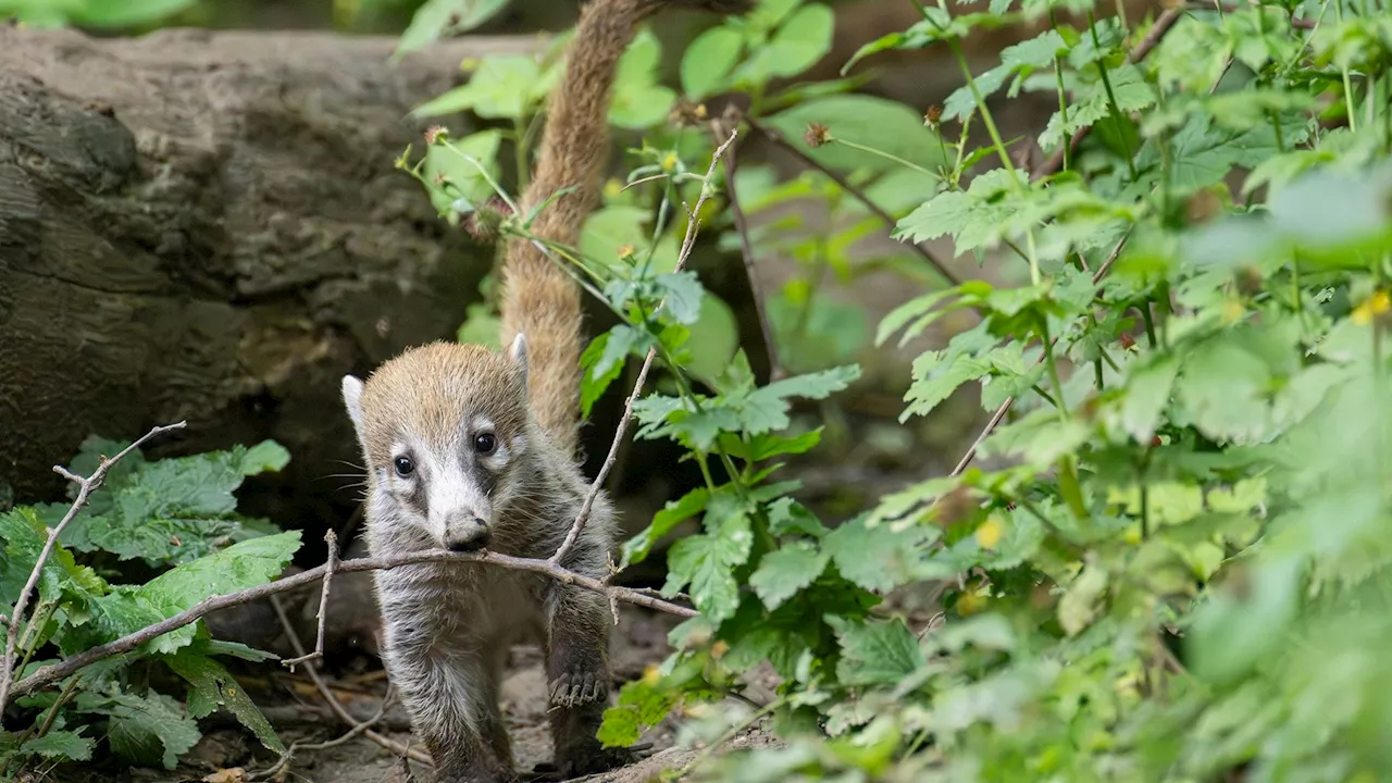 Tierischer Nachwuchs - Nase am Boden, Schwänzchen in der Höh'