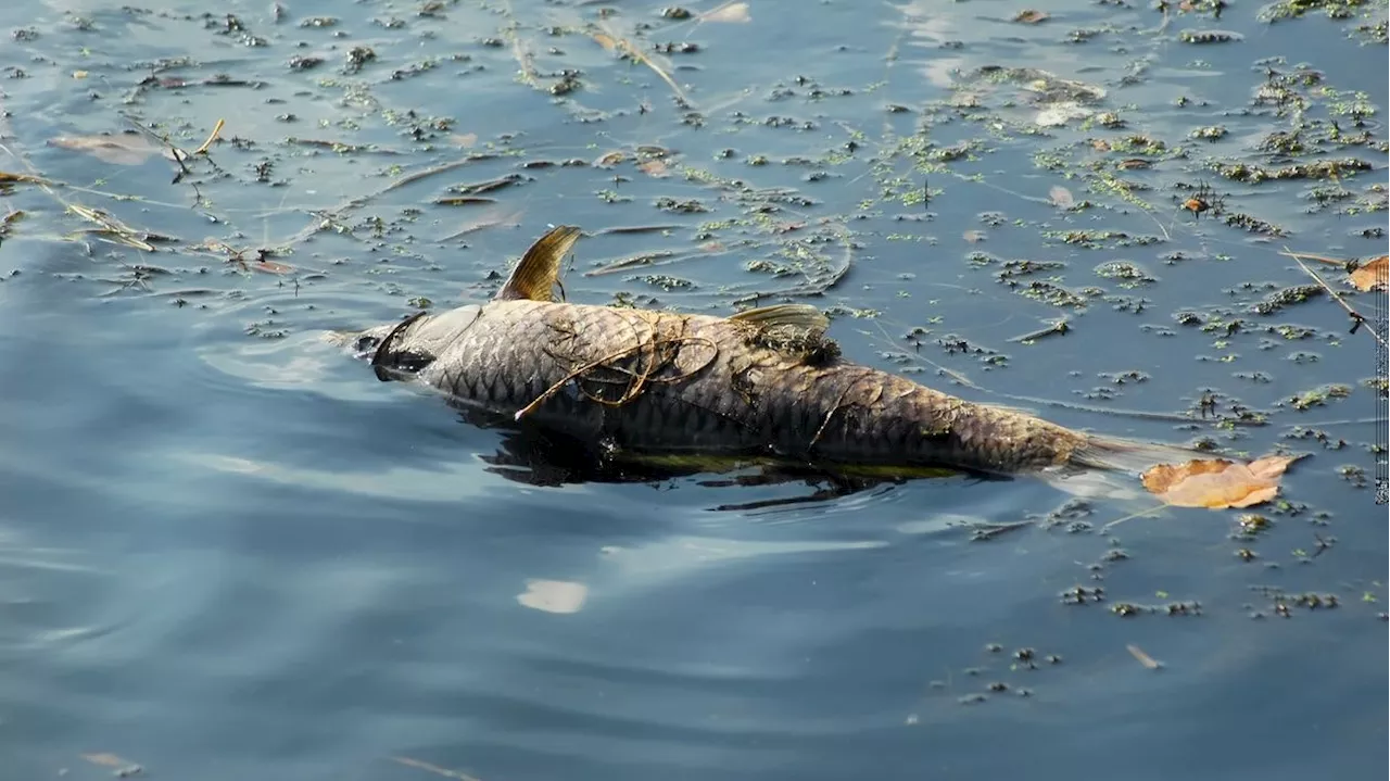 Unangenehmer Geruch fiel auf - Fischsterben in Teich – Spaziergänger schlugen Alarm