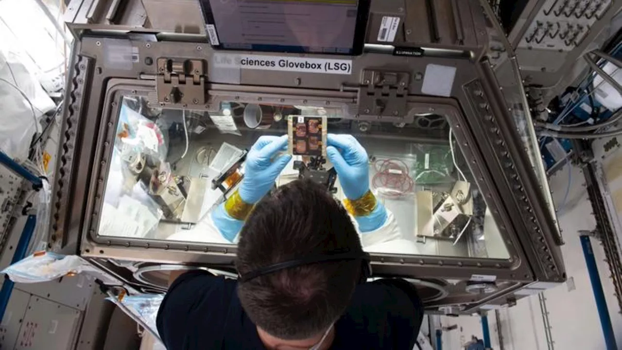 Gravity-defying drug: Scientists find secret to prevent muscle loss in space