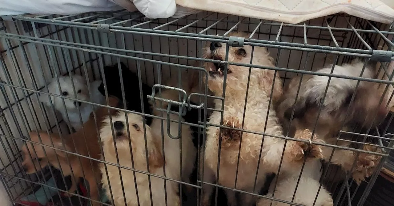 Woman gets lifetime animal ban after 16 dogs found in 'horrendous conditions'