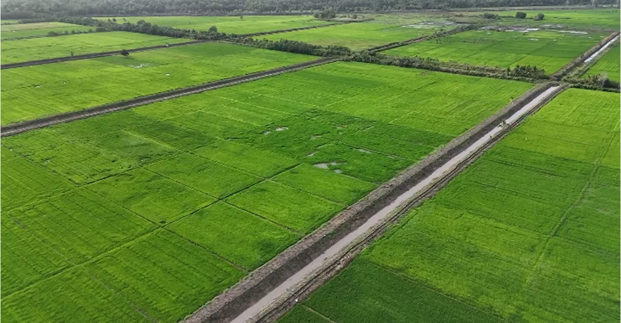 Mentan Amran Ungkap Varietas Padi Unggul Sukses Diujicobakan di Lumbung Pangan Merauke