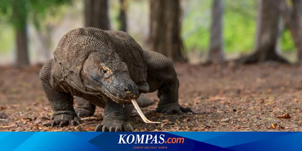 Studi Baru Ungkap Komodo Punya Lapisan Besi di Giginya