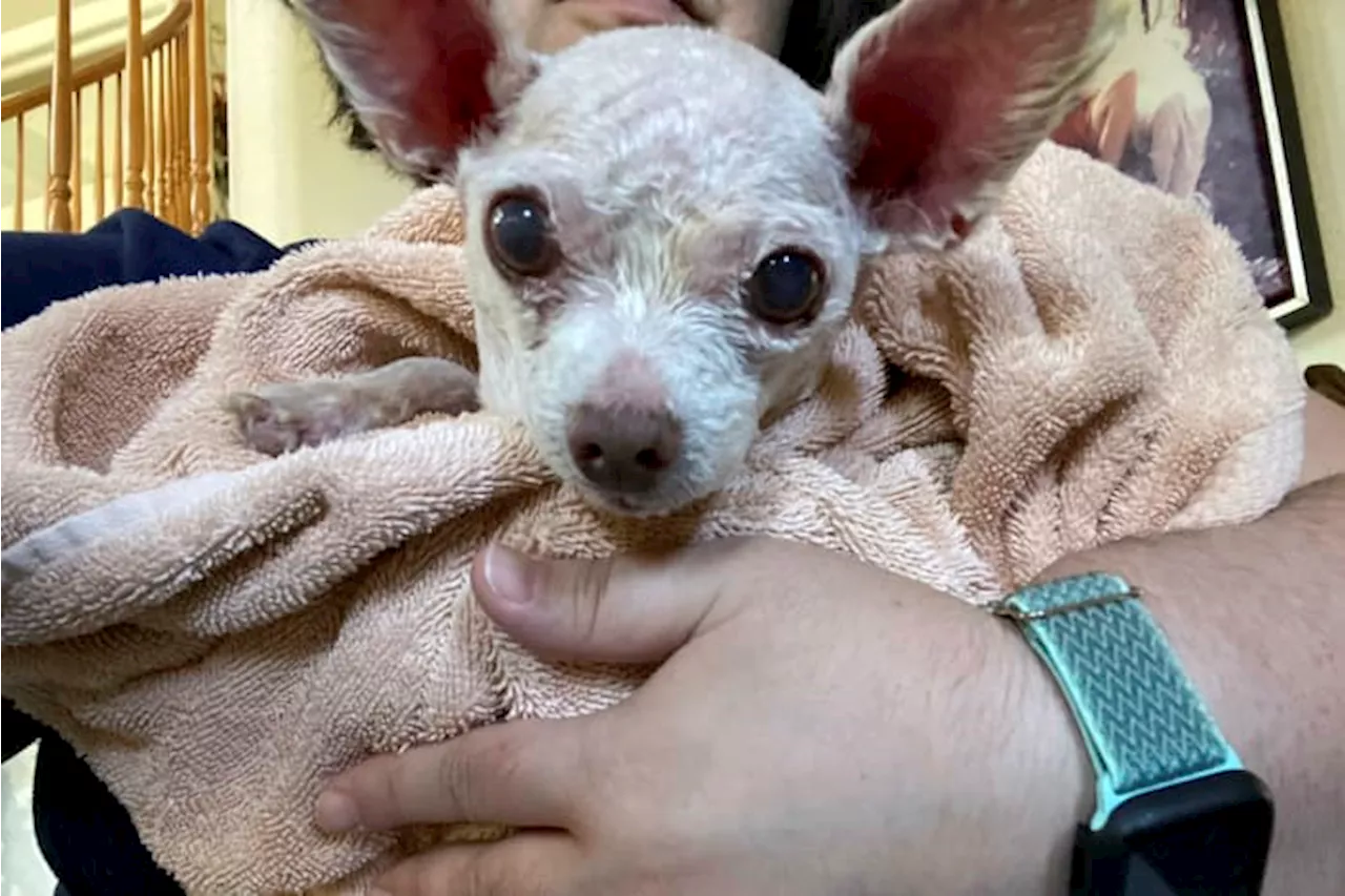 Gizmo the dog went missing in Las Vegas in 2015. He's been found alive after 9 years