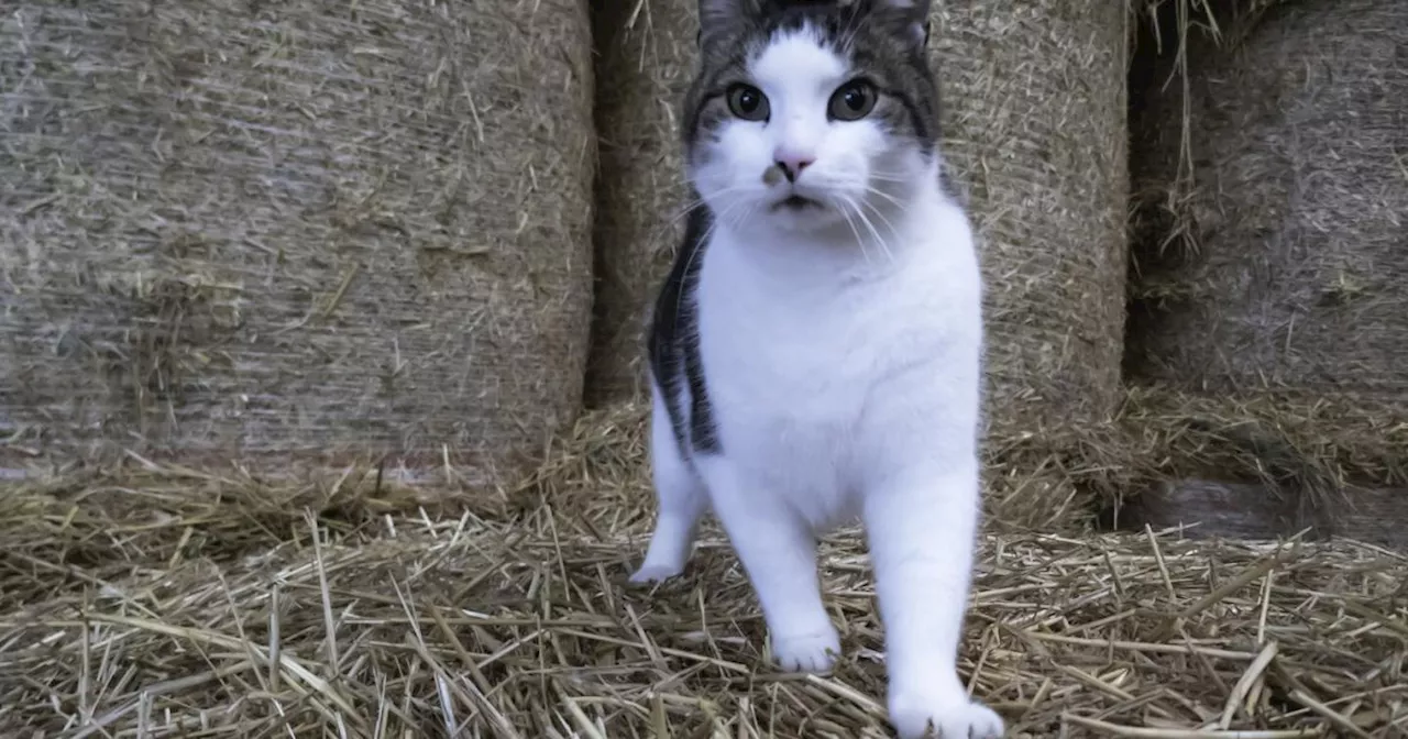 Studie: Vogelgrippevirus springt von Kuh auf Katze