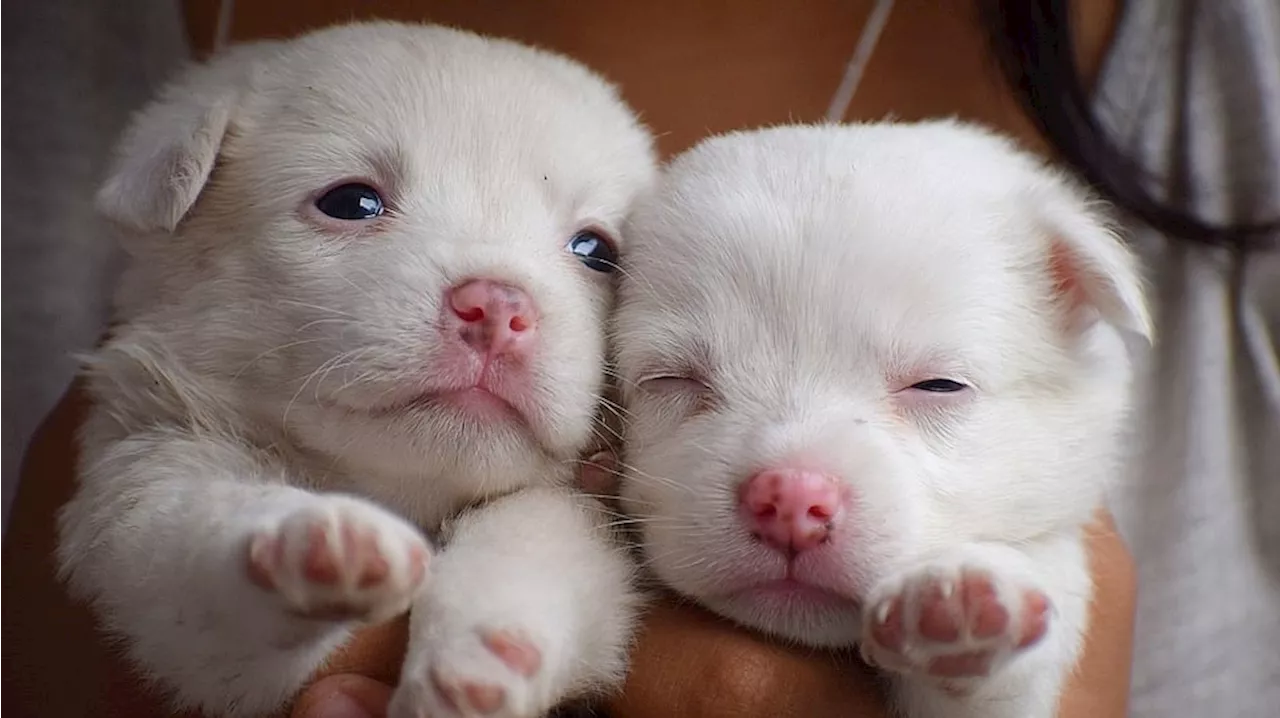 Les gendarmes de Dordogne sauvent 6 chiots abandonnés dans un container à poubelle