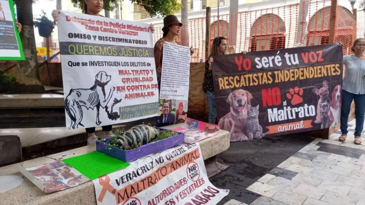 Cachorro muere tras ser arrojado a la calle desde casa en Veracruz (VIDEO)