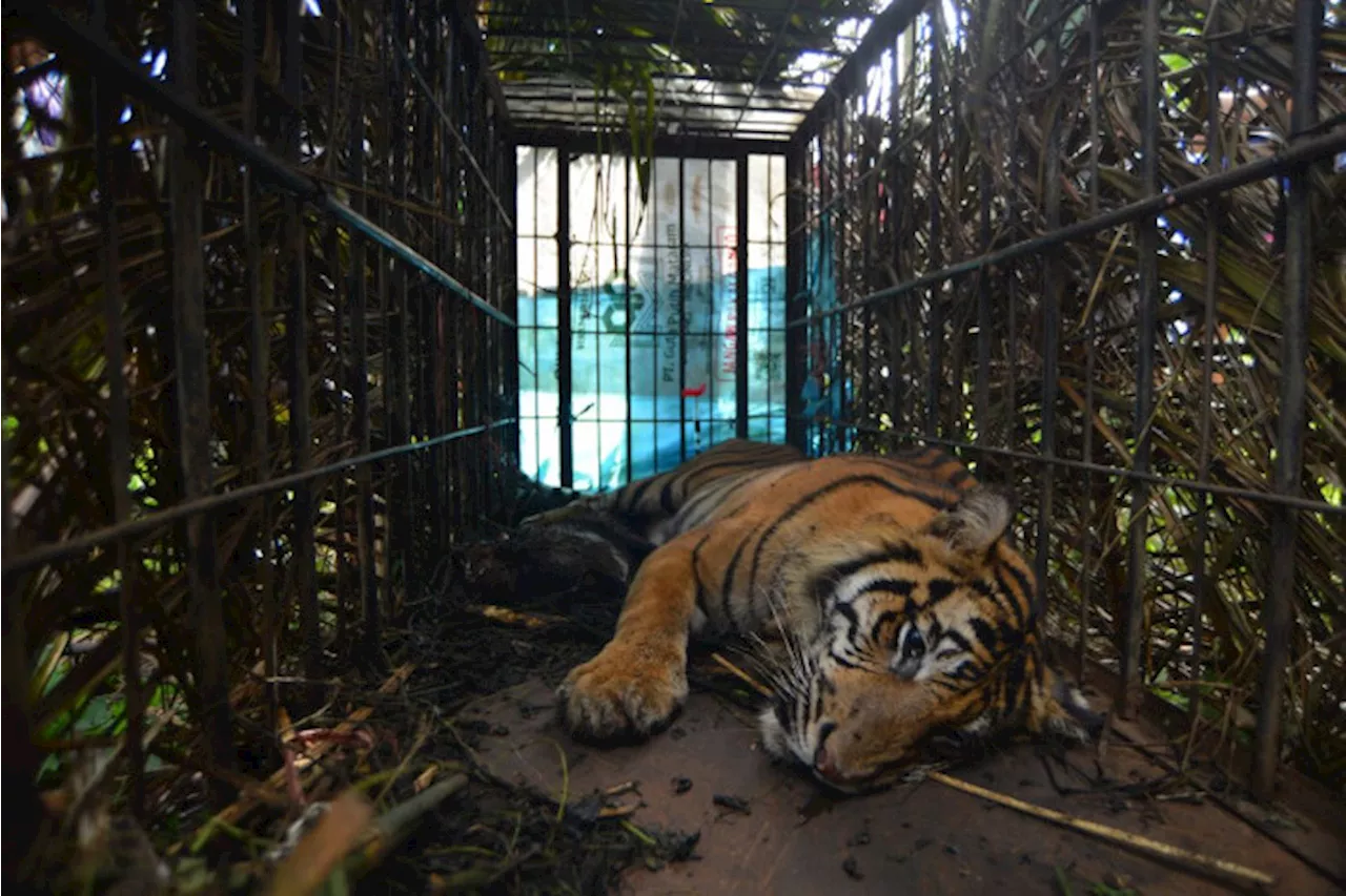 Harimau Sumatra Mati Terjerat di Kebun Warga